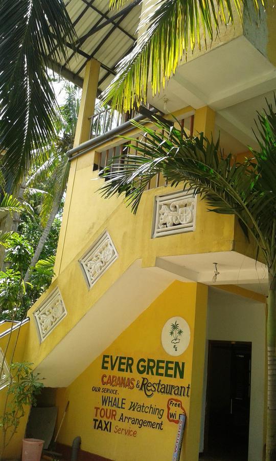 Ever Green Mirissa Oda fotoğraf